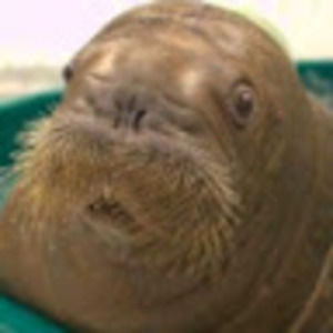 Meet your Posher, Makayla